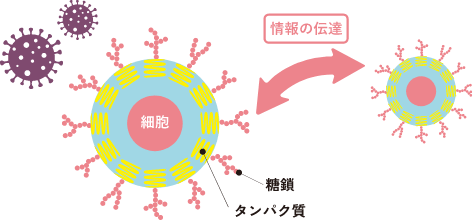 糖鎖のはたらき図
