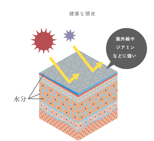 健康な頭皮 　紫外線やジアミンなどに強い
