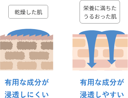 乾燥した肌→有用な成分が浸透しにくい　栄養に満ちた潤った肌→有用な成分が浸透しやすい